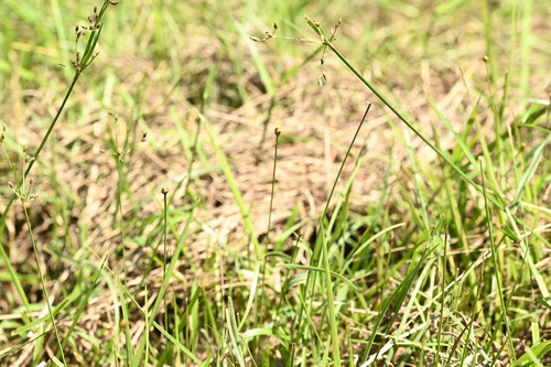 Xyris formosana, photograph 4