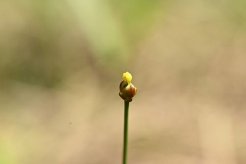 Xyris formosana, photograph 6