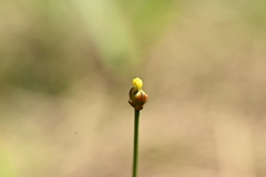 Xyris formosana, photograph (c) 曾昱承 Yu-Cheng Zeng, some rights reserved (CC BY)