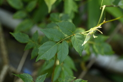 Chinese bamboo (Nekemias cantoniensis)