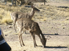 Odocoileus virginianus carminis