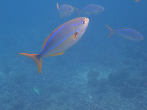 Bluestriped chub (Kyphosus ocyurus) — Kyphosidae