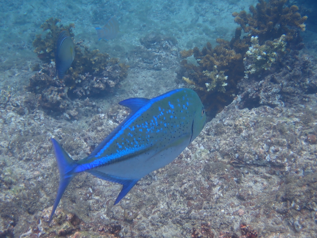 Bluefin trevally