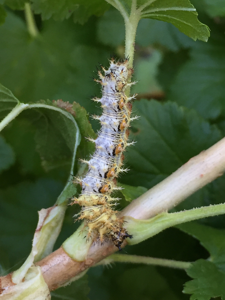 Hoary Comma