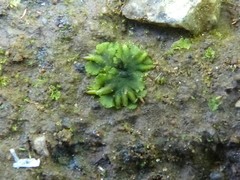 Notothylas orbicularis
