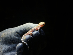 Cyrtodactylus cattienensis