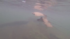 Rhinoptera steindachneri