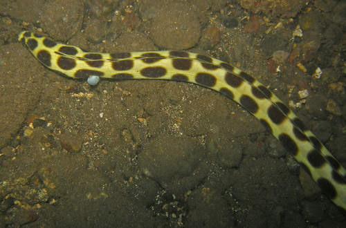 Magnifieke slangaal (Myrichthys magnificus) — Ophichthidae — 4