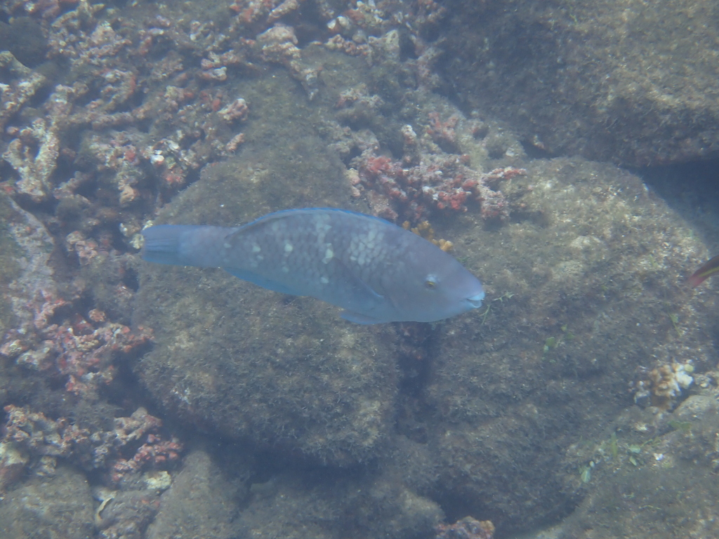 Azure parrotfish (Scarus compressus) — Scaridae
