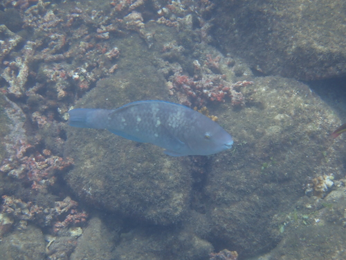 Azure parrotfish (Scarus compressus) — Scaridae