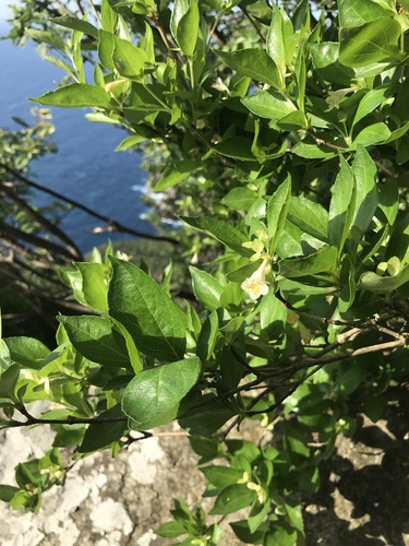 Abelia serrata iNat (3)