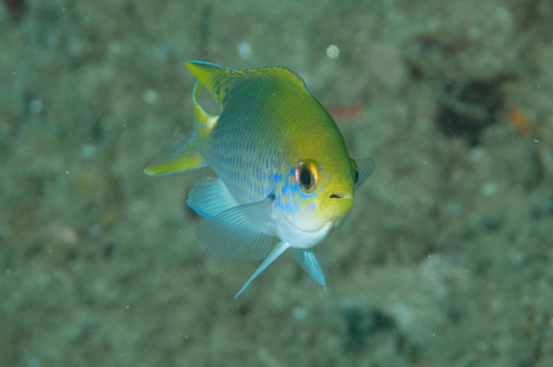 Bluespotted chromis (Chromis dasygenys) — Pomacentridae — 5