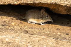 Short-Snouted Elephant Shrew photo 2