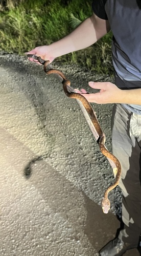 Brown Tree Snake sighting