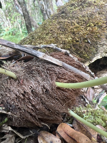 Elaphoglossum aemulum