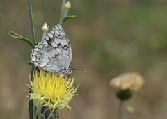 Melanargia larissa