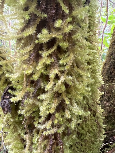 Aerobryopsis subdivergens observed 2024-08-29
