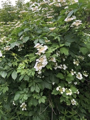 Viburnaceae