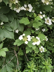 Viburnaceae