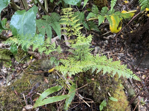 Asplenium schizophyllum observed 2024-08-29