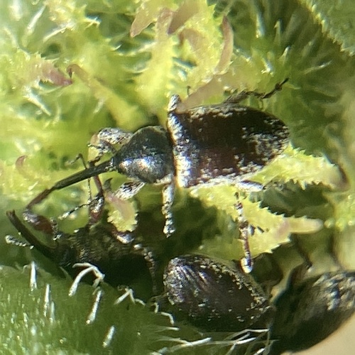Gray Sunflower Seed Weevil photo 2