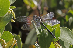 Octogomphus specularis