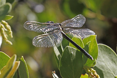 Octogomphus specularis