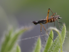 Micropeza corrigiolata