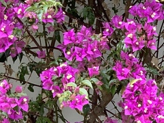 Bougainvillea glabra