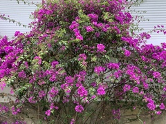 Bougainvillea glabra