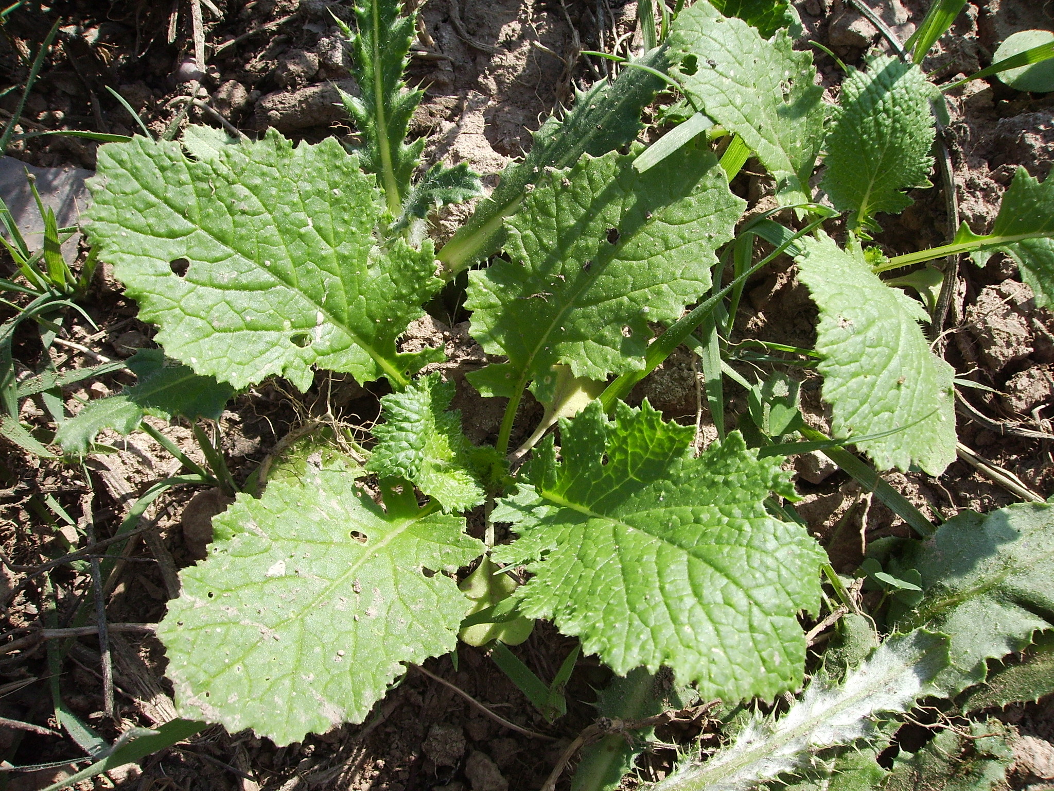 Brassica ruvo