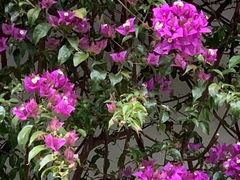 Bougainvillea glabra