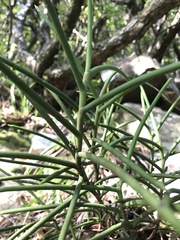 Luisia teres