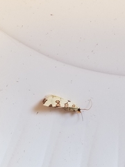 Conchylodes octonalis
