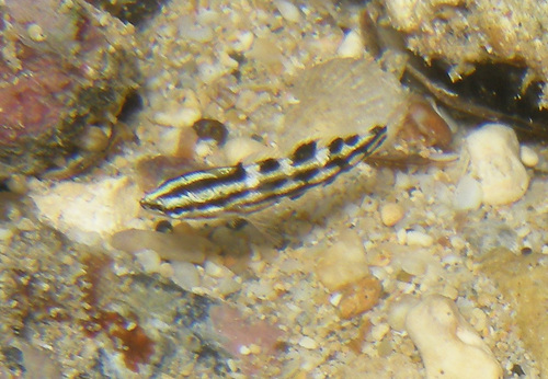 Yellowstripe coris (Coris flavovittata) — Labridae — 5
