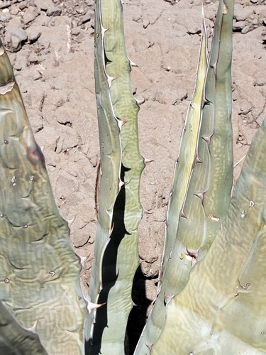 Image of Agave sobria by no rights reserved