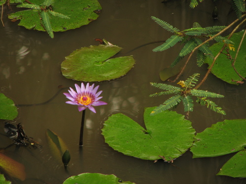 Day Waterlily