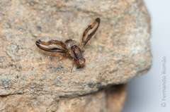 Toxonevra muliebris