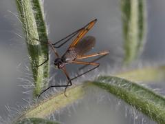 Micropeza corrigiolata
