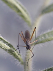 Micropeza corrigiolata