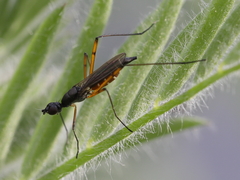 Micropeza corrigiolata