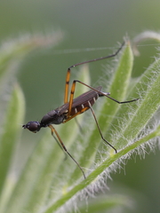 Micropeza corrigiolata
