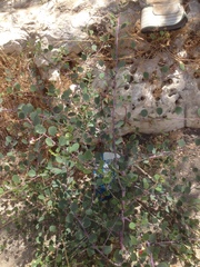 Capparis zoharyi