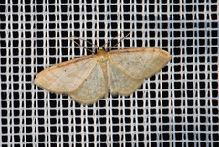 Idaea humiliata