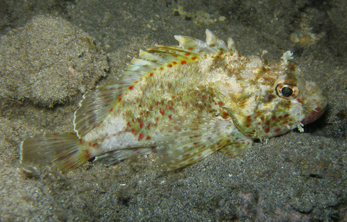 Spotfin scorpionfish (Sebastapistes ballieui) — Scorpaenidae — 3