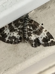Rheumaptera hastata