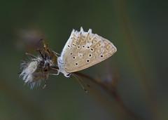 Polyommatus daphnis
