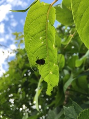 Gallerucida bifasciata
