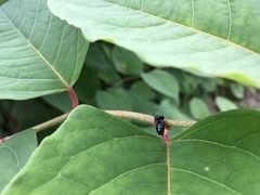 Cryptocephalus hyacinthinus