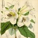 Rhododendron dalhousiae - Photo W.J.Hooker, δεν υπάρχουν γνωστοί περιορισμοί πνευματικών δικαιωμάτων (Κοινό Κτήμα)